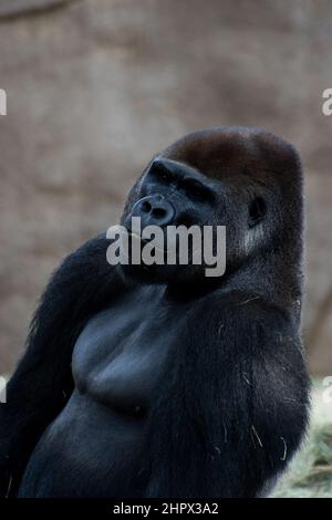 Vue sur le calme et la paix sur les Gorilles des basses terres de l'Ouest face en captivité au San Diego Zoo Safari Park à San Diego, Californie, États-Unis. Banque D'Images