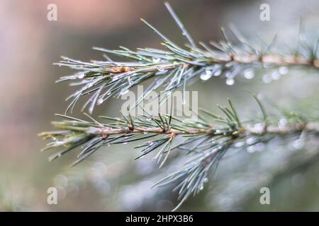 Arbre himalayan sous la pluie avec un accent sélectif sur une branche d'arbre Banque D'Images