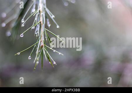 Branche de cèdre avec arrière-plan naturel de gouttes de pluie Banque D'Images