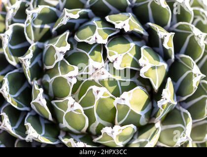 Agave victorai reginae rosettes de près Banque D'Images