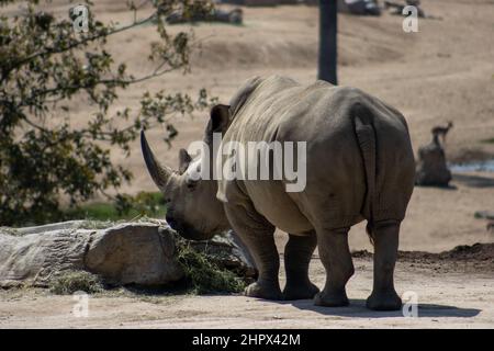 Les rhinocéros de Javan (Rhinoceros sondaicus), Wildlife Safari, Oregon, États-Unis. Également connu sous le nom de rhinocéros de Sunda ou de rhinocéros à cornes Banque D'Images