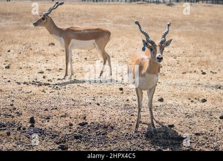 Le Springbok (Antidorcas marsupialis) adulte mâle dans le désert, Wildlife Safari, Oregon, Etats-Unis Banque D'Images