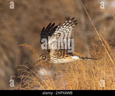 Northern Harrier (Circus hudsonius), femelle en vol qui glisse au-dessus de l'herbe Adams County Colorado, États-Unis Banque D'Images