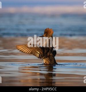 Une poule à capuchon merganser (Lophodytes cucullatus) qui étire ses ailes tout en nageant sur l'eau Jefferson County Colorado, États-Unis Banque D'Images