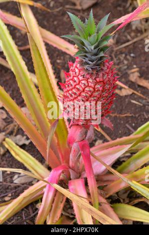 La plantation d'ananas historique de Dole plc dans le village de Wahiawa, Oahu HI Banque D'Images