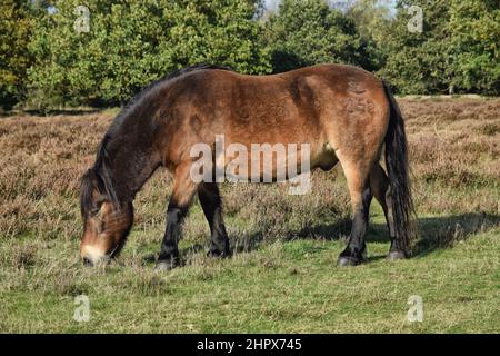 exmoor pony, knettishe heath, suffolk, angleterre Banque D'Images