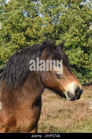 exmoor pony, knettishe heath, suffolk, angleterre Banque D'Images