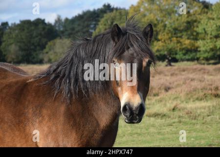 exmoor pony, knettishe heath, suffolk, angleterre Banque D'Images