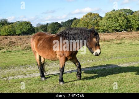 exmoor pony, knettishe heath, suffolk, angleterre Banque D'Images