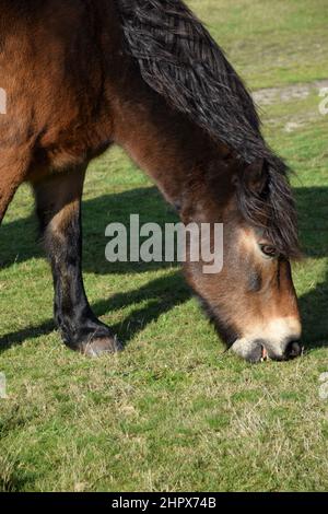 exmoor pony, knettishe heath, suffolk, angleterre Banque D'Images