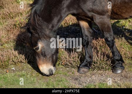 exmoor pony, knettishe heath, suffolk, angleterre Banque D'Images