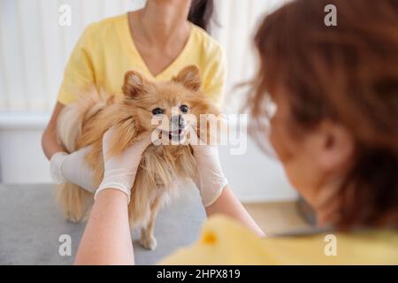 Femme vétérinaire inspectant le chien à l'hôpital Banque D'Images