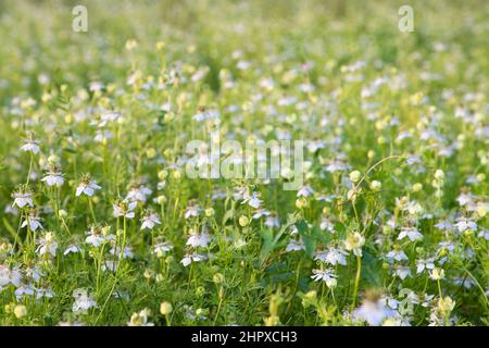 Gros plan mise au point magnifique plantation de fleurs de cumin noires sur le terrain vue sur le paysage naturel. Banque D'Images