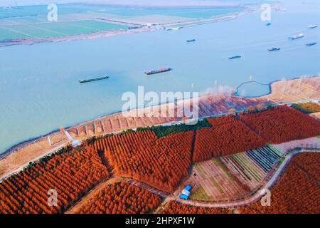 Rugao, Rugao, Chine. 24th févr. 2022. Le 23 février 2022, dans la ville de Rugao, dans la province de Jiangsu, un navire de transport de marchandises a navigué sur la section de Rugao du fleuve Yangtze.au début du printemps, les entreprises de divers endroits ont commencé à reprendre la production l'une après l'autre, les navires de transport de marchandises qui transportaient du charbon, de l'acier, l'énergie et d'autres matériaux par l'eau ont inauguré la période de transport de printemps. Dans la section Rugao de la rivière Yangtze dans la ville de Changjiang, la ville de Rugao, province de Jiangsu, les navires de fret font des navettes d'avant en arrière, montrant une scène de circulation occupée. (Image de crédit : © si Banque D'Images