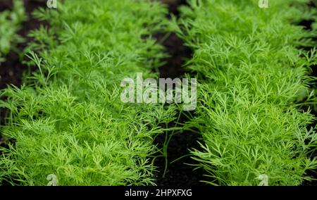 Aneth frais (Anethum graveolens) poussant sur la plante herbacée. Gros plan sur un lit de légumes à l'aneth luxuriant. Jardinage. Banque D'Images