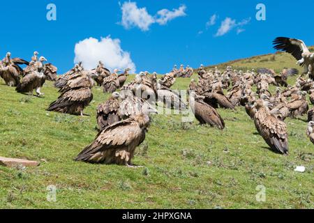 SICHUAN, CHINE - Vulture au site de sépulture de Sky à Larung Gar. Une célèbre Lamasery à Seda, Sichuan, Chine. Banque D'Images