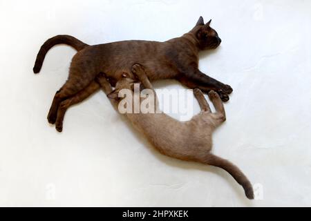 Un grand chaton brun suce le lait de la mère sur un sol en marbre. Chat siamois. Banque D'Images