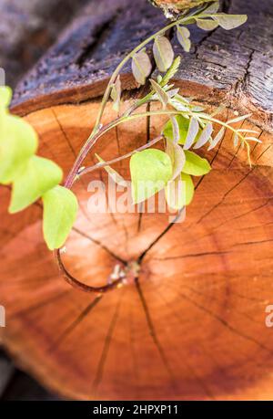 La jeune branche pousse à partir d'un vieux tronc d'arbre scié Banque D'Images