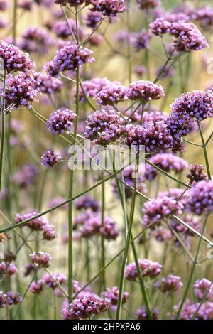 Verveine bonariensis, la cime vervain, la verveine de clustertop, la verveine Argentine, la verveine haute ou la jolie verveine, Banque D'Images