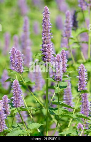 L'Agastache rugosa, la menthe coréenne, le hyssop géant ridé, le hyssop géant violet, la menthe indienne est une herbe aromatique de la famille des menthe Banque D'Images