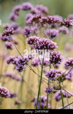 Verveine bonariensis, la cime vervain, la verveine de clustertop, la verveine Argentine, la verveine haute ou la jolie verveine, Banque D'Images