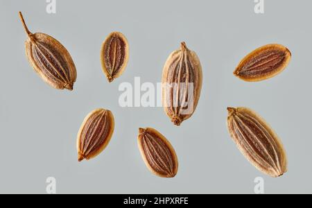 macro de grains d'aneth divers sur fond gris, vue de dessus Banque D'Images