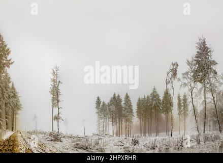 Paysage d'hiver en forêt avec arbres blancs en Allemagne Banque D'Images
