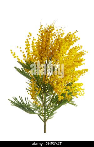 Fleurs Mimosa bouquet isolé sur fond blanc. Banque D'Images