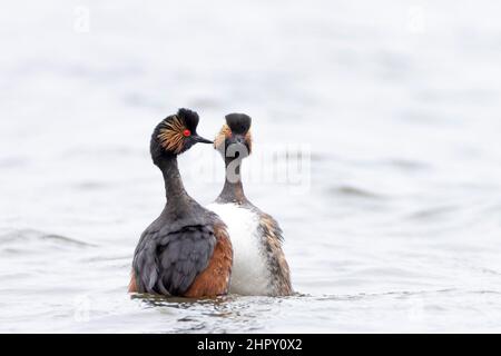 Gros plan d'un couple de grebe à col noir, podiceps nigricollis, en été plumage rituel de danse de la cour sur la surface d'eau d'un lac. Banque D'Images