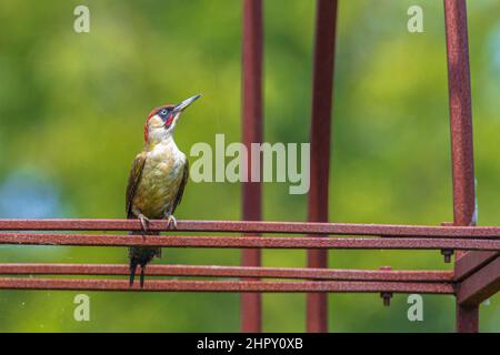 Gros plan d'un pic vert européen, Picus viridis, qui se nourrit sur une prairie verte à la recherche d'insectes dans l'herbe. Banque D'Images