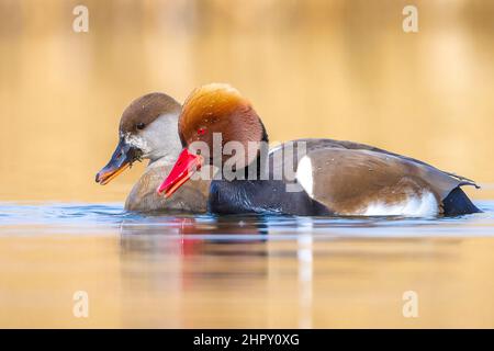 Couple de pommiers à crattes rouges, mâles et femelles, Netta rufina, oiseaux aquatiques nageant dans un étang. Jour coloré et ensoleillé, point de vue bas. Banque D'Images