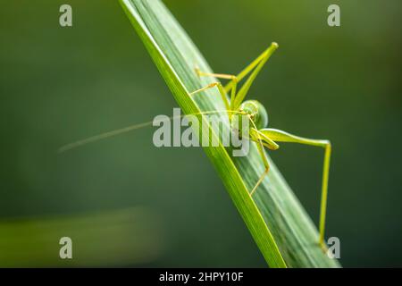 Gros plan pf un buisson-cricket tacheté, Leptophyes punctatissima Banque D'Images