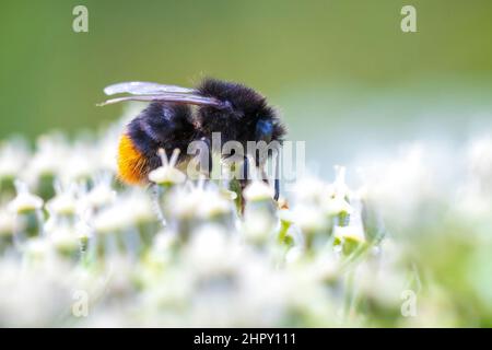 Gros plan d'un bourdon à queue rouge, Bombus lapidarius, nourrissant le nectar de fleurs roses Banque D'Images
