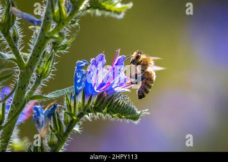 Gros plan d'une abeille occidentale ou d'une abeille européenne API mellifera nourrissant le nectar de fleurs violettes Banque D'Images