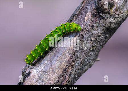 Gros plan d'un petit papillon empereur, Saturnia Pavonia, caterpillar rampant et mangeant dans la forêt Banque D'Images