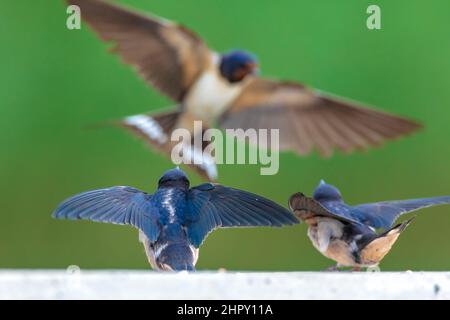 Barn Swallow, Hirundo rustica, les poussins étant nourris.Un grand groupe de ces étables de grange permet de chasser et de chasser les insectes et de prendre leur repos occasionnel sur Banque D'Images