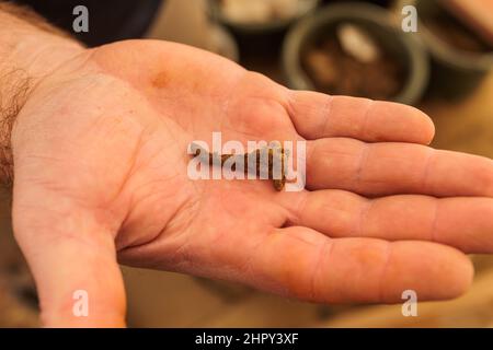 Breisach, Allemagne. 23rd févr. 2022. Un archéologue tient un clou dans sa main. Les ongles sont généralement difficiles à dater, mais celui-ci est probablement romain. Comme des traces de colonies romaines ont été découvertes à plusieurs reprises sur ce site dès les années 1950s et 60s, des fouilles archéologiques de sauvetage ont été nécessaires pour documenter le patrimoine culturel. Les découvertes fournissent la preuve de l'activité active de peuplement dans la région, avec des traces datant de la période néolithique. Credit: Philipp von Ditfurth/dpa/Alay Live News Banque D'Images