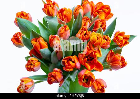 Bouquet de tulipes rouge-jaune sur fond blanc. Gros plan. Banque D'Images