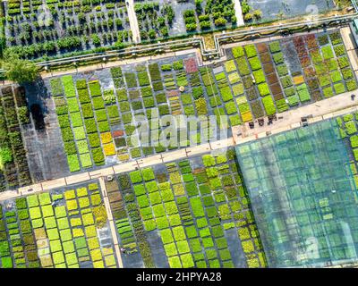 Jardin de pépinière avec plantes luxuriantes sur les lits et dans les serres Banque D'Images