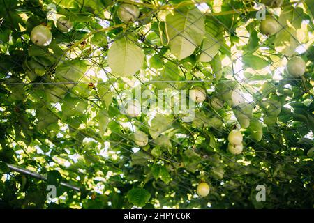 Gros plan de la vigne de fruit de la passion portant des fruits sur treillis métallique Banque D'Images