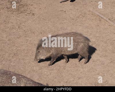 Un sanglier se trouve au soleil sur le bord d'un mur de pierre - faune extérieure Banque D'Images