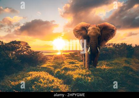 Photo incroyable d'un éléphant sur un terrain au coucher du soleil Banque D'Images
