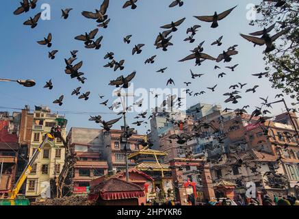 Katmandou, Bagmati, Népal. 24th févr. 2022. Les pigeons volent après que les gens ont coupé les branches d'un arbre peepal près de la place Hanumanchoka Durbar à Katmandou, au Népal, le 24 février 2022. (Image de crédit : © Sunil Sharma/ZUMA Press Wire) Banque D'Images