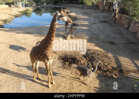 Girafes boivent la refletion dans l'eau à l'heure d'or
