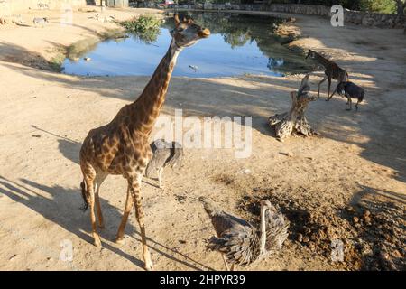 Girafes boivent la refletion dans l'eau à l'heure d'or Banque D'Images