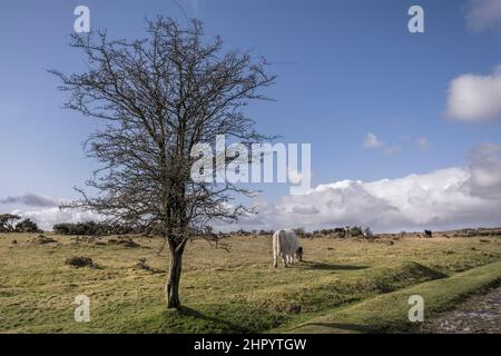 Bétail paître sur Bodmin Moor à Cornwall, Royaume-Uni. Banque D'Images