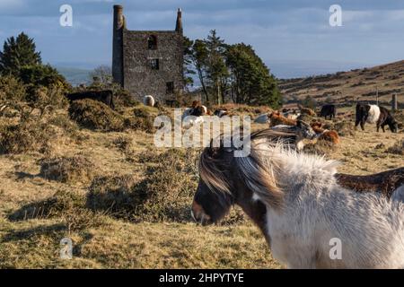 Un poney de Bodmin en itinérance sur Craddock Downs avec les restes de Housemans Shaft Engine House sur le robuste Bodmin Moor dans Cornwall Royaume-Uni. Banque D'Images