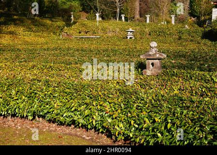 Suisse, Tessin, Ascona, la maison de thé, Monte Verita Banque D'Images