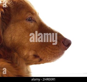 Gros plan d'un chien toller de la nouvelle-écosse Banque D'Images