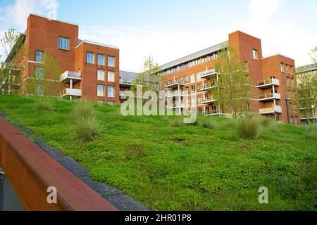 Jardin sur le toit de sedum fleuri sur un toit vert en été dans un environnement urbain Banque D'Images